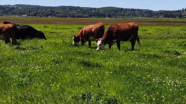 Grass Grazing Late Spring